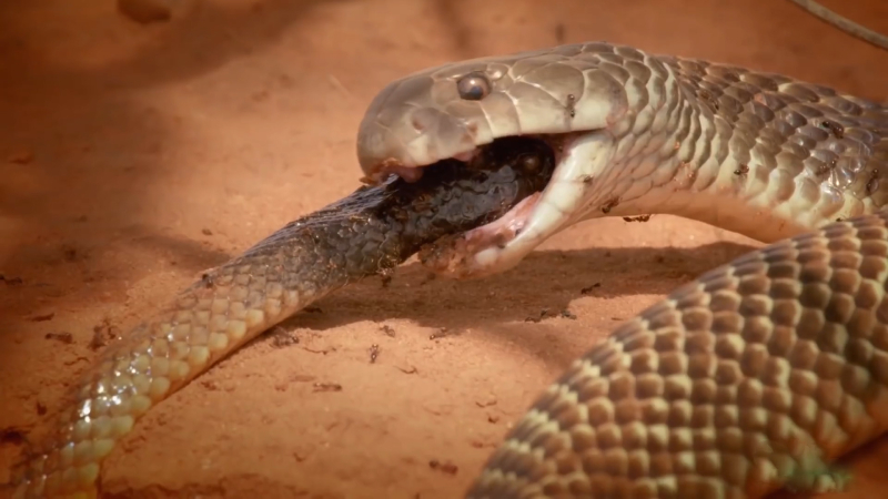 Cuộc đối đầu của 2 loài rắn độc nhất Thế giới