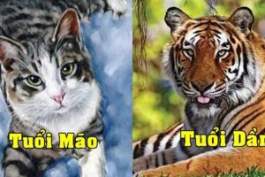 Tuổi Dần và tuổi Mão có hợp nhau không