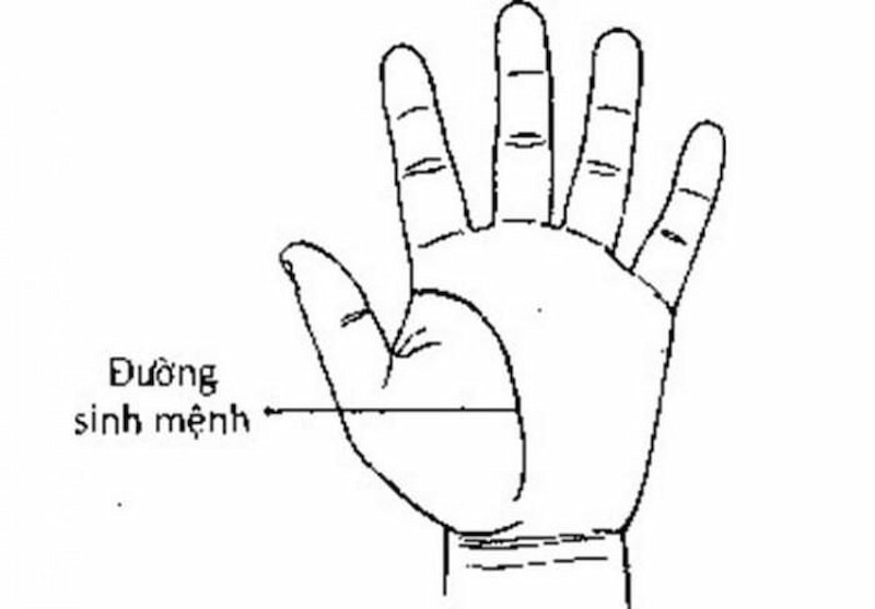 Các đường chỉ tay cơ bản trong tử vi bàn tay