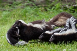 Chồn Hôi Là Gì? Đặc Điểm Nhận Biết Chồn Hôi Đơn Giản Nhất