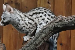 Kinh Nghiệm Nuôi Chồn Hương Chi Thấp Đạt Lợi Nhuận Cao