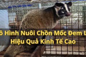 Mô Hình Nuôi Chồn Mốc Đem Lại Thu Nhập Hấp Dẫn
