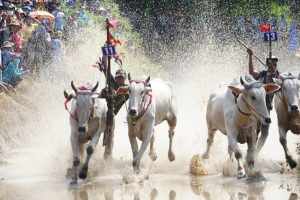 Khám phá sự độc đáo của Lễ hội đua bò Bảy Núi, An Giang