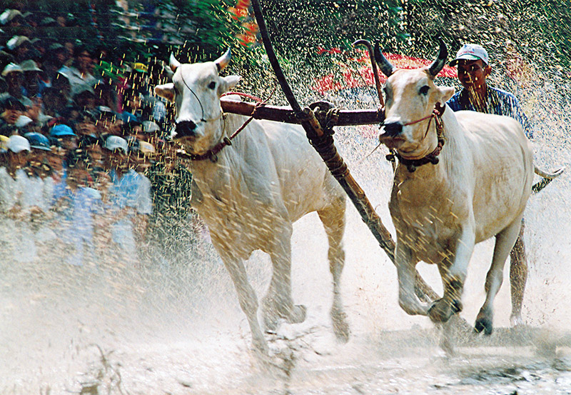 Nguồn gốc lễ hội đua bò Bảy Núi