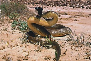 Bật mí những điều có thể bạn chưa biết về rắn độc nhất Thế giới