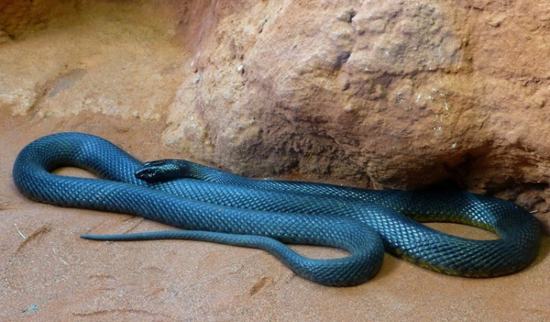 Giải đáp loài rắn độc nhất Thế giới