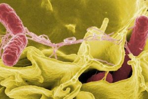 Những thông tin bạn phải biết về vi khuẩn Salmonella