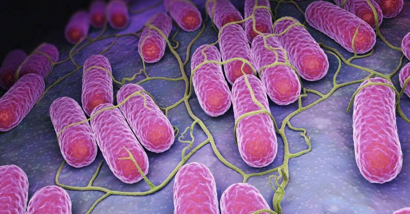 Vi khuẩn Salmonella là gì?