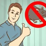 Cách diệt chuột trong phòng trọ