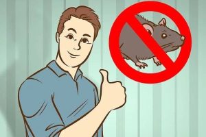 Cách diệt chuột trong phòng trọ cực đơn giản và hiệu quả