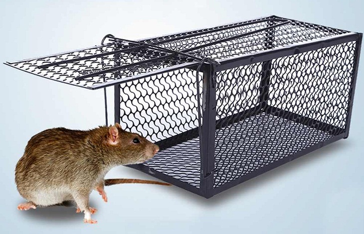 Cách diệt chuột trong phòng trọ bằng bẫy 