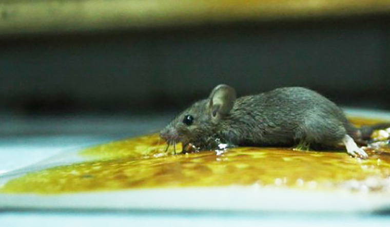 Cách diệt chuột trong phòng trọ bằng keo