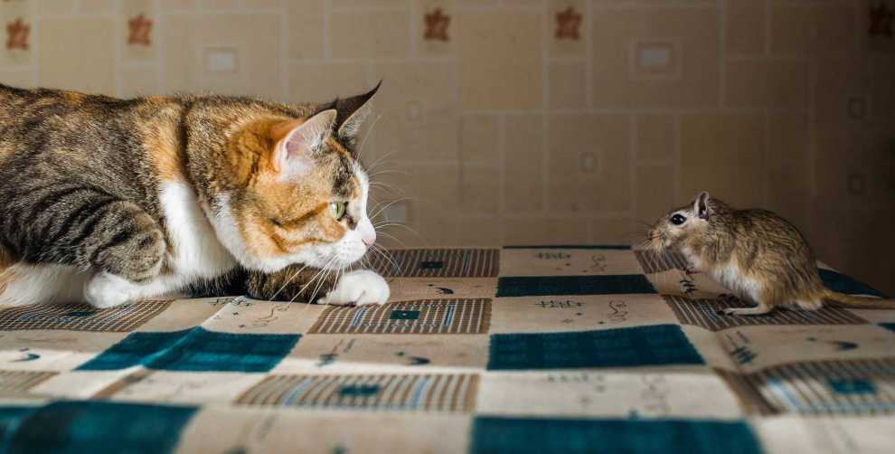 Cách diệt chuột trong phòng trọ bằng mèo