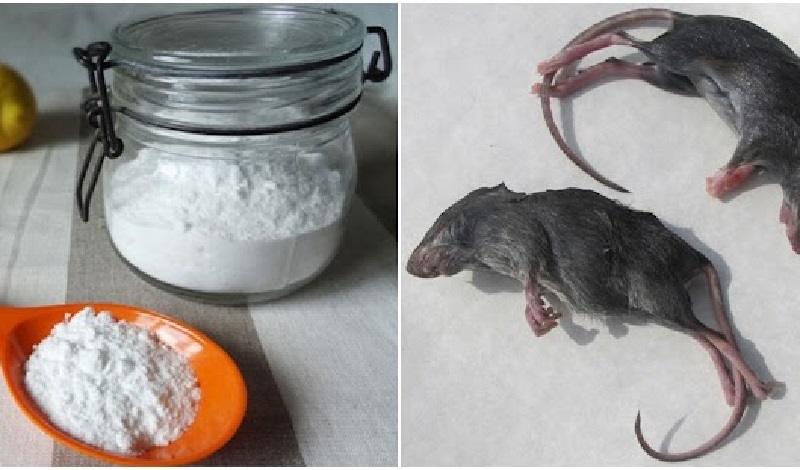 Dùng bột baking soda để diệt chuột