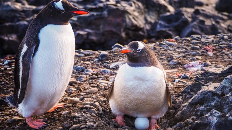 chim cánh cụt đẻ con hay đẻ trứng