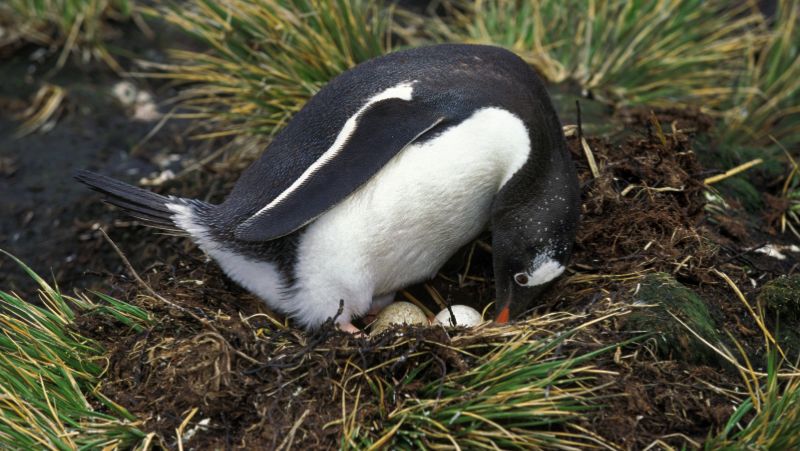 chim cánh cụt đẻ trứng