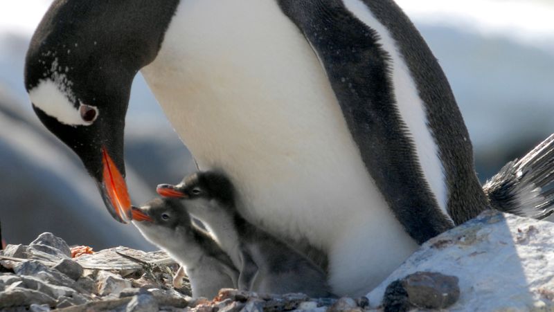 chim cánh cụt nuôi con