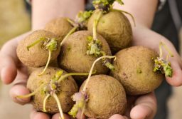 Ăn khoai tây mọc mầm nhỏ có an toàn không? Cách xử lý khoai tây đang mọc mầm