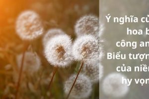 Tìm hiểu ý nghĩa của hoa bồ công anh – Loài hoa biểu tượng của niềm hy vọng