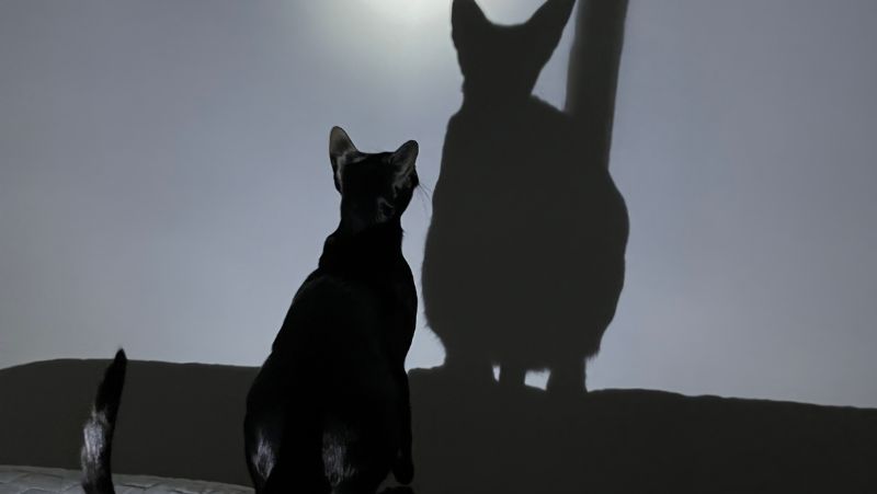 nằm mơ thấy mèo đen là điềm báo gì?